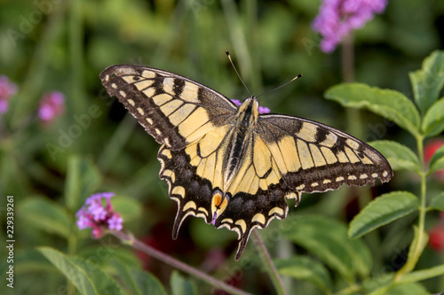 Butterfly Swallowtail (Papilio machaon) on wild plant
