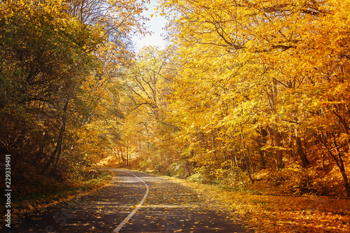 Road in yellow autumn forest