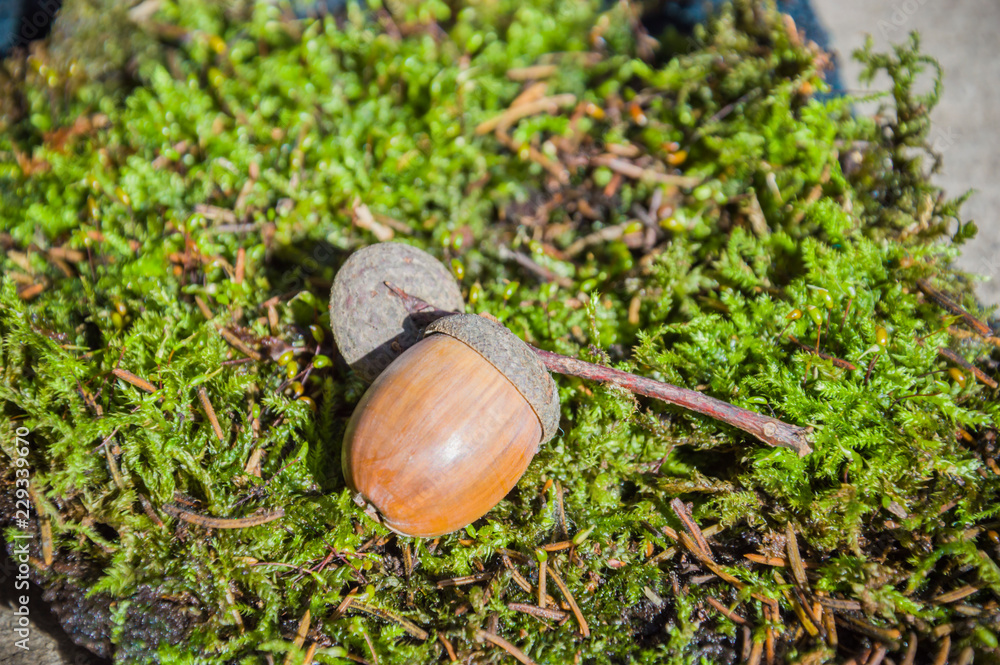 acorn lies in the woods on the moss acorn lies in the woods on the moss