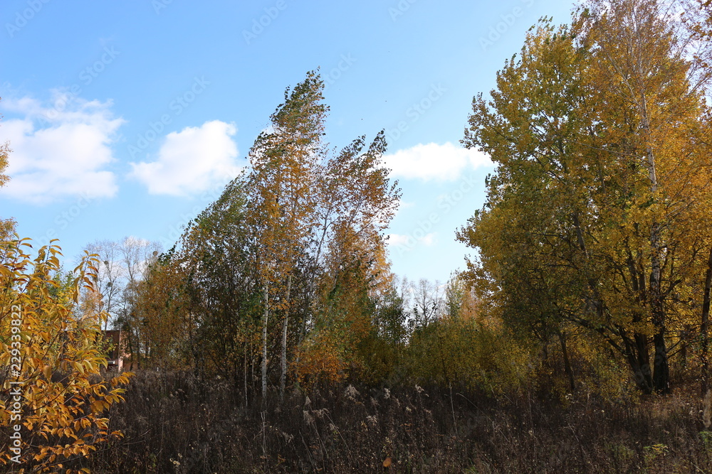 Beautiful autumn forest stands in the golden foliage
