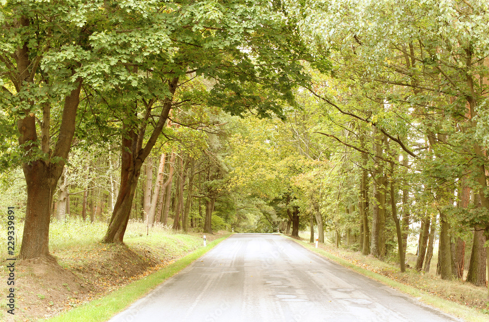 Obraz premium road in the forest