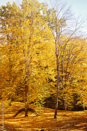 Autumn trees and a carpet of yellow leaves