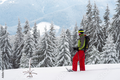 Adventurer in snowshoes stands among huge pine trees
