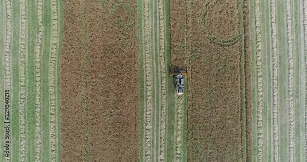 Countryside and agriculture, flight over the field, rape harvesting, view from height combine harvester removes rape, sunlight. Countryside and agriculture, flight over the field, rape harvesting, view from height combine harvester removes rape, sunlight.