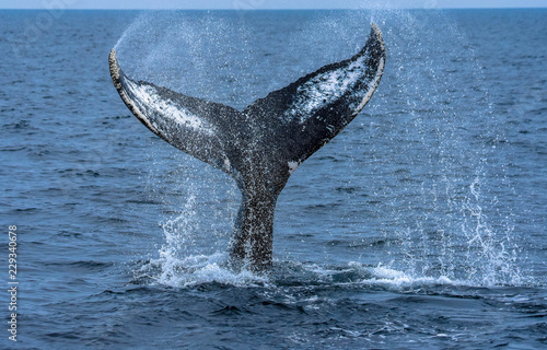 Whale Tail - Cape Cod Bay 2018