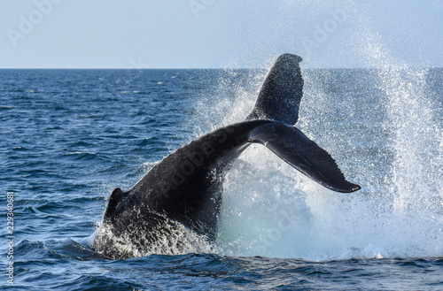 Humpback Whale - Cape Cod Bay - Tail Smash