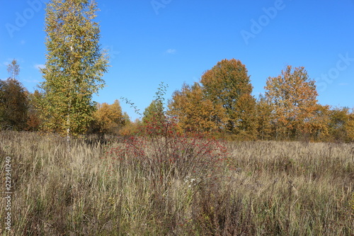 Autumn meadow is at the edge of the forest