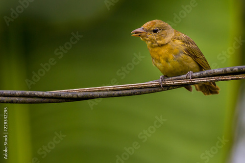 Tanager Finch