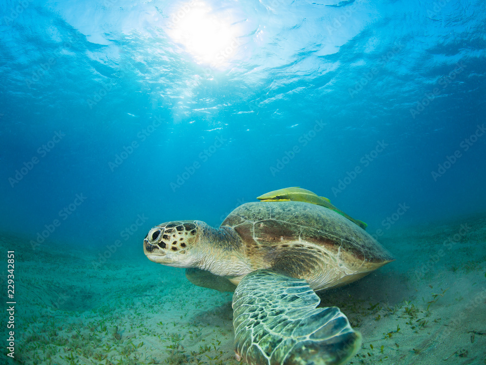 Obraz premium Green sea turtle in a sea grass meadow