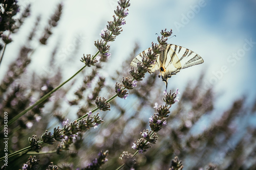 Schmetterling in Lavendelfeld, blauer Himmel