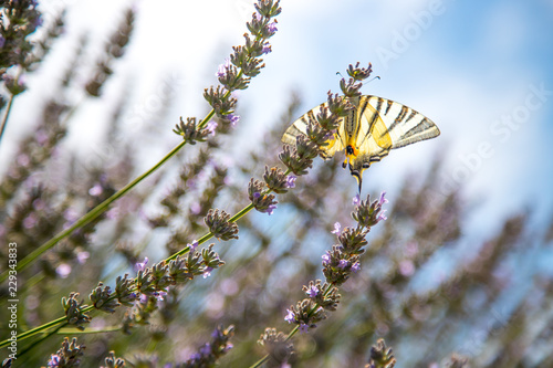 Schmetterling in Lavendelfeld, blauer Himmel