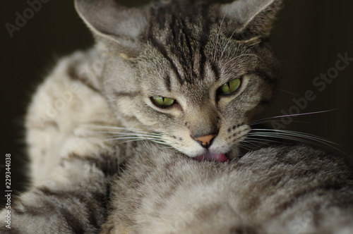 ねこ 毛繕い