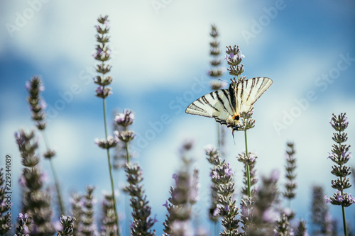 Schmetterling in Lavendelfeld, blauer Himmel