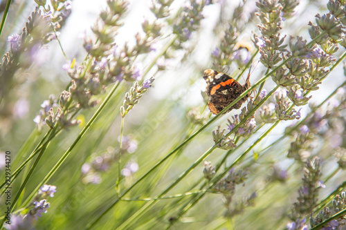 Schmetterling in Lavendelfeld, blauer Himmel