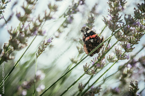 Schmetterling in Lavendelfeld, blauer Himmel