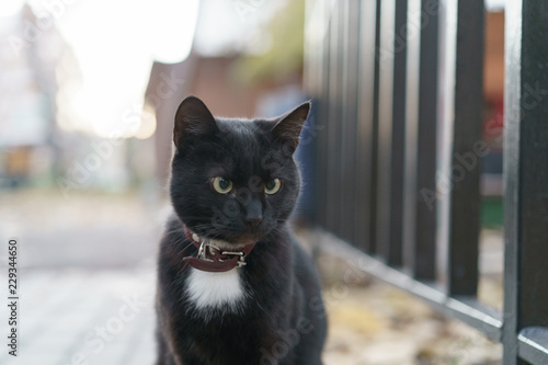 Black cat at the city street