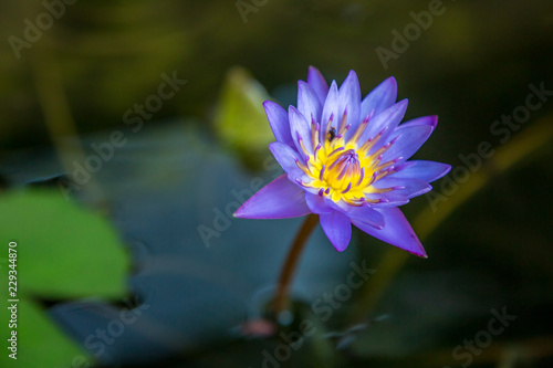 Lotus flower