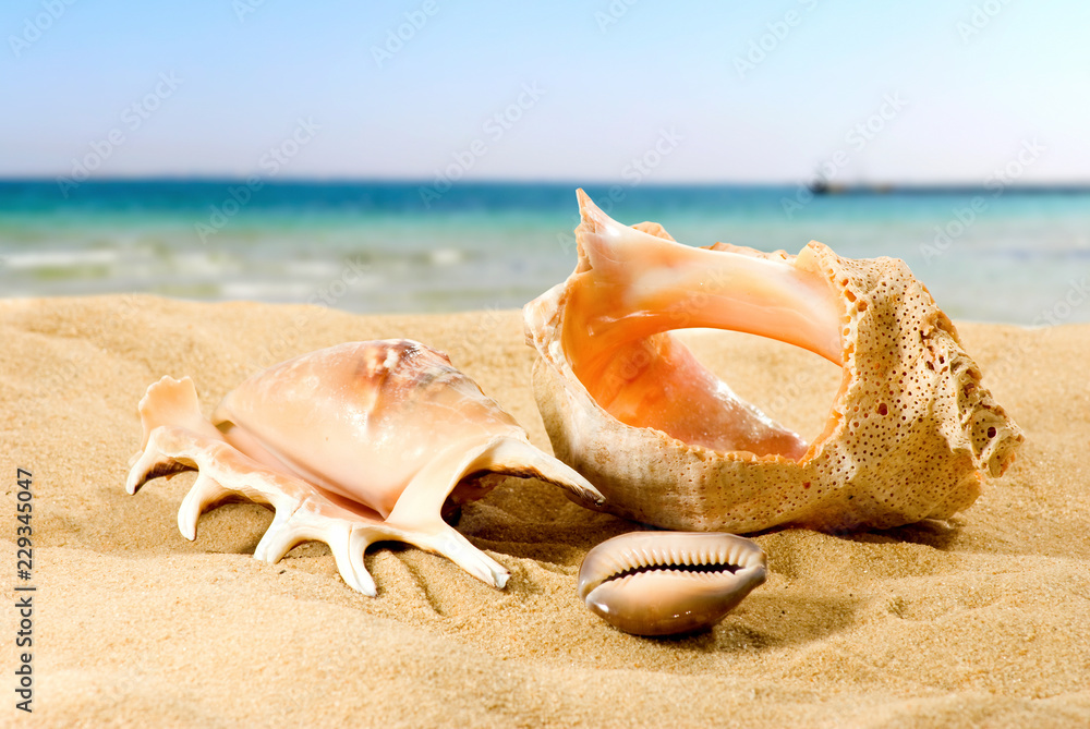 image of seashells on the sand against the sky image of seashells on the sand against the sky