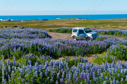 Vivid meadow and a offroad car