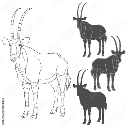 Set of black and white illustrations with oryx antelope. Isolated vector objects on white background.