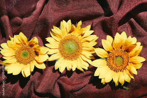 Fototapeta Naklejka Na Ścianę i Meble -  Beautiful three yellow sunflower flowers on brown textured textile 