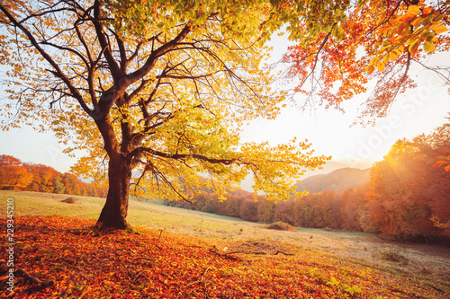Valokuva Awesome image of the autumn beech tree.