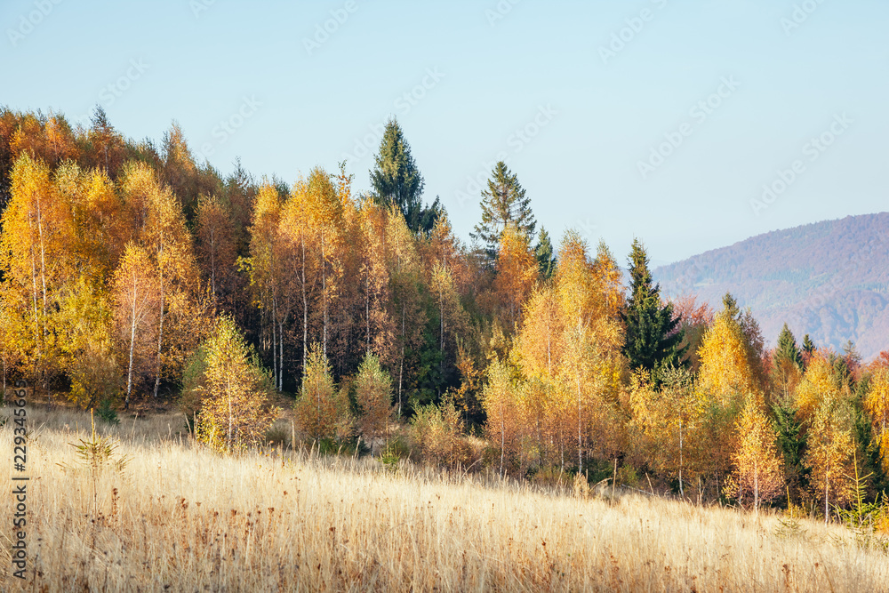 Majestic birches in sunny beams at magical valley. Majestic birches in sunny beams at magical valley.