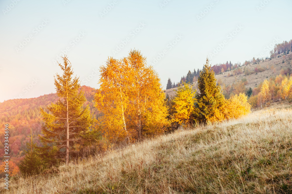 Fototapeta premium Stunning image of the bright trees in sunny beams.