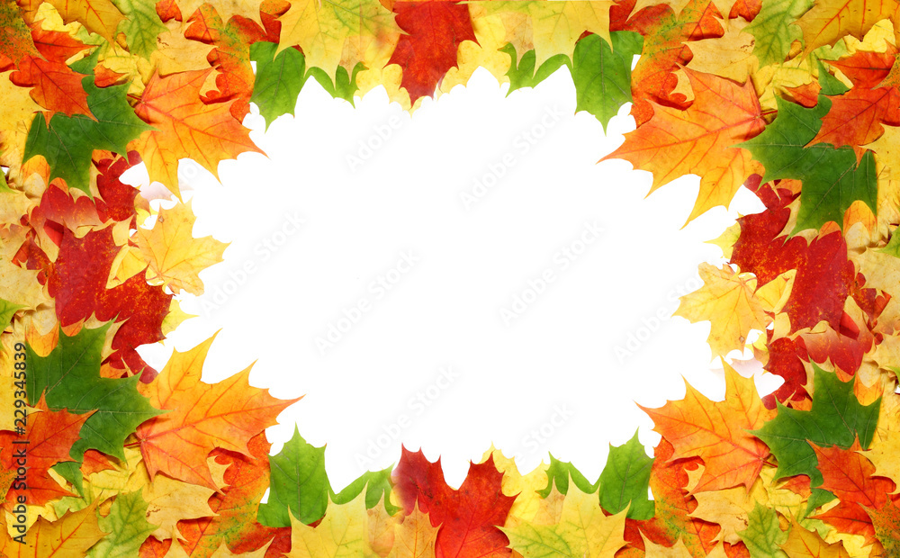 Fototapeta premium Frame with red and yellow maple leaves for your text.
