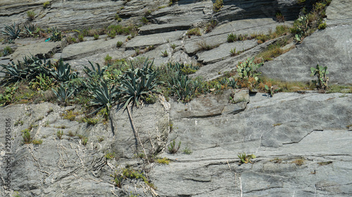 agave on stones