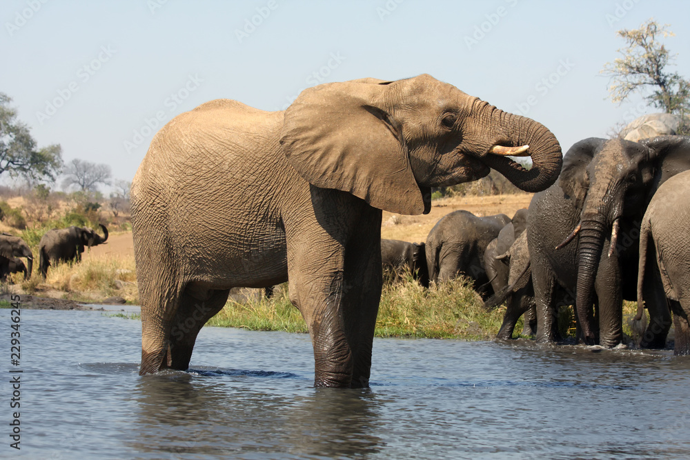 Fototapeta premium The African bush elephant (Loxodonta africana), also known as the African savanna elephant, a herd of females with youngsters runs through the water.