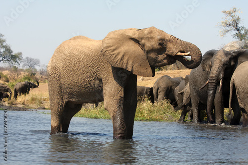 The African bush elephant  Loxodonta africana   also known as the African savanna elephant  a herd of females with youngsters runs through the water.