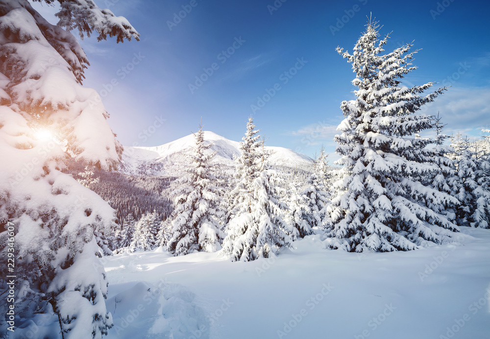 Magical image of spruces glowing by sunlight. Carpathian national park, Ukraine, Europe. Magical image of spruces glowing by sunlight. Carpathian national park, Ukraine, Europe.