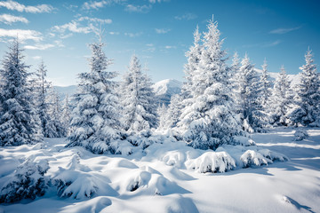 Scenic image of spruces tree in sunlight.