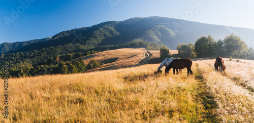 Scenic image of farmland in the sunlight. Locations Carpathian national park Ukraine.