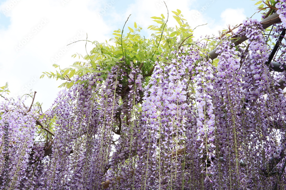 空と藤の花