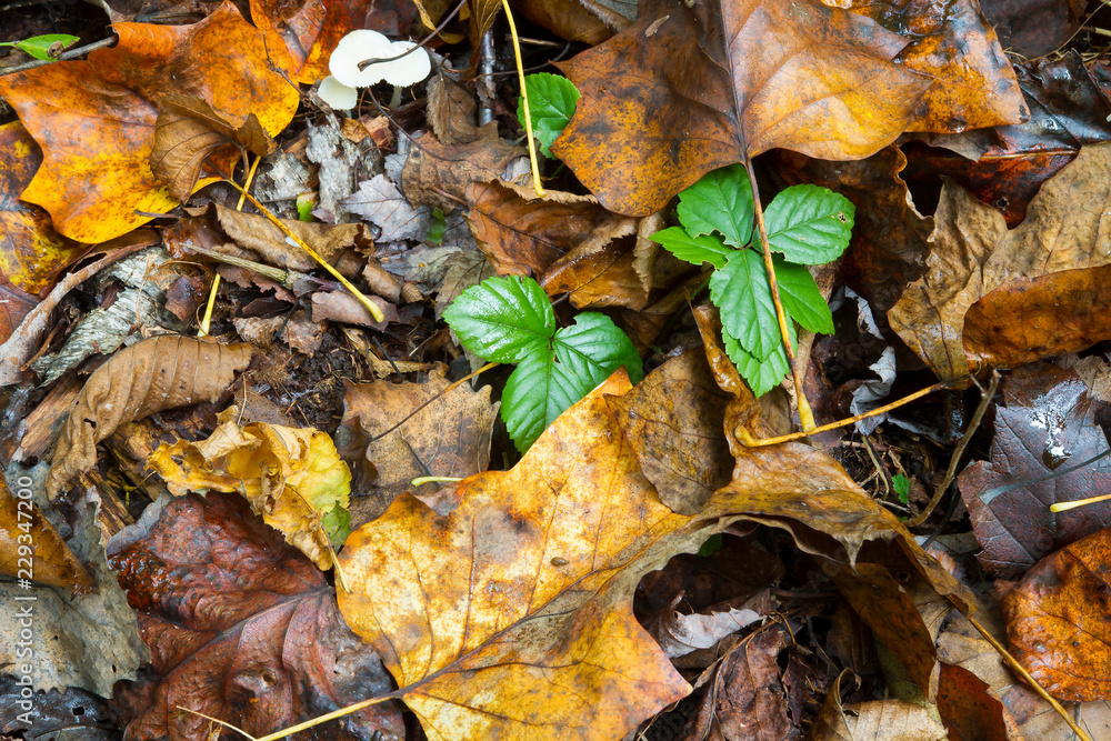 Poison Ivy, Poisonous Plant Growing In Natural Environment Poison Ivy, Poisonous Plant Growing In Natural Environment