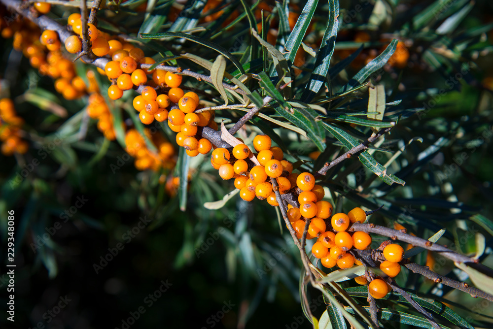Ripe sea buckthorn berries on a branch Ripe sea buckthorn berries on a branch