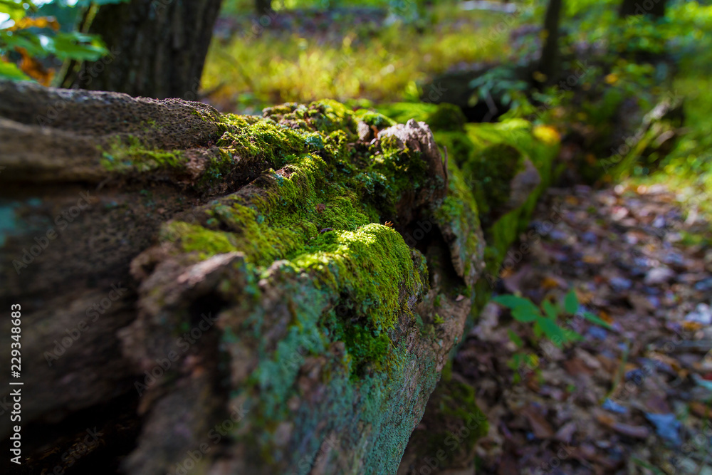 Fallen, Large Oak Tree Covered In Moss