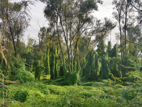 Fényképezés Mysterious forest with a climbing plant Kudzu.