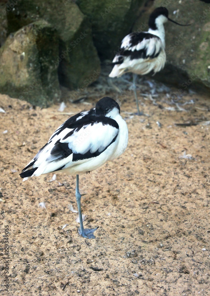 bird is sleeping,bird, nature, animal, wildlife, wild, white, beak, black, water, avocet, feather, birds, beach, wader, wings, pied, lapwing, plover, wagtail, grass, feathe bird is sleeping,bird, nature, animal, wildlife, wild, white, beak, black, water, avocet, feather, birds, beach, wader, wings, pied, lapwing, plover, wagtail, grass, feathe