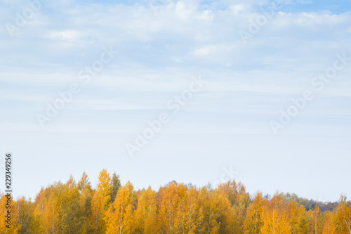 Top of birch trees with orange yellow leaves. Sunlight shines on trees. Warm autumn day. Simple landscape. Empty place for text on sky.