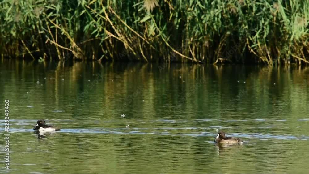 Duck in a lake Duck in a lake