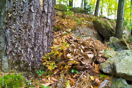 Choice Edible Mushrooms, Hen Of The Woods Growing Near Oak Tree