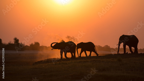 Elefanten © Harald