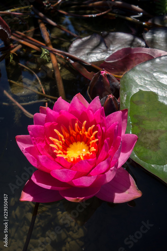 Fototapeta Naklejka Na Ścianę i Meble -  Beautiful pink water lily