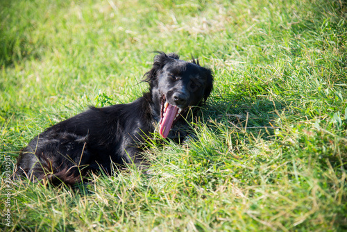 Stray dog lying on green grass on a summer day