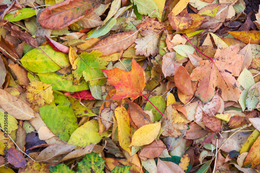 Fototapeta premium Fallen autumn leaves