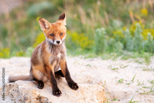 Young Red Fox sitting near his hole © Tatiana