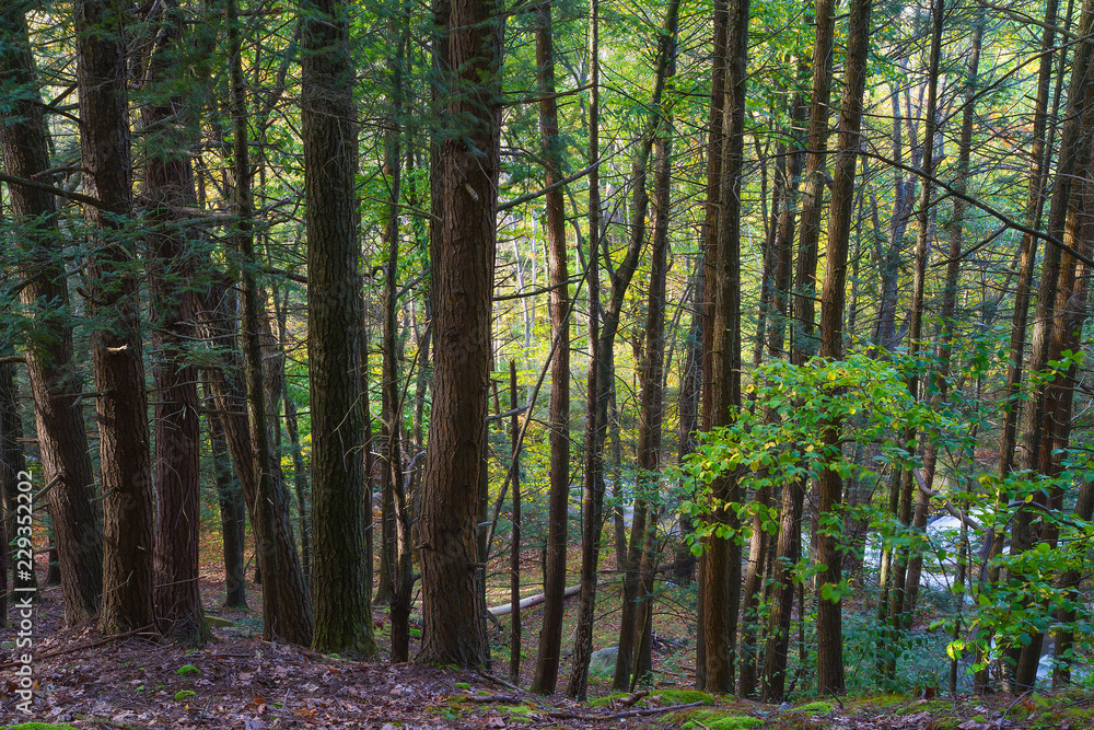 Large Stand Of Hardwood Trees, Forest Landscape Early Autumn Large Stand Of Hardwood Trees, Forest Landscape Early Autumn
